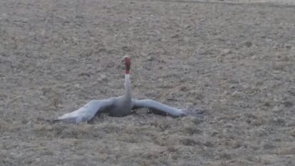 teacher couple tried to save crane life
