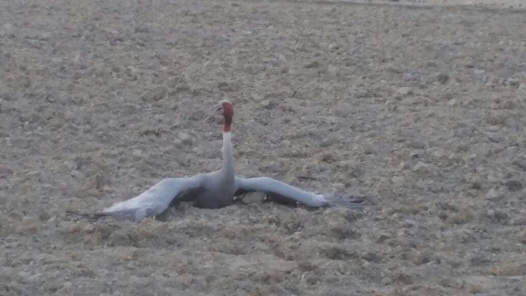 found injured crane
