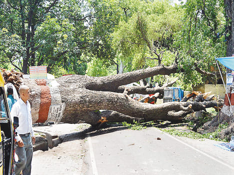Storm sullen trees, broken poles