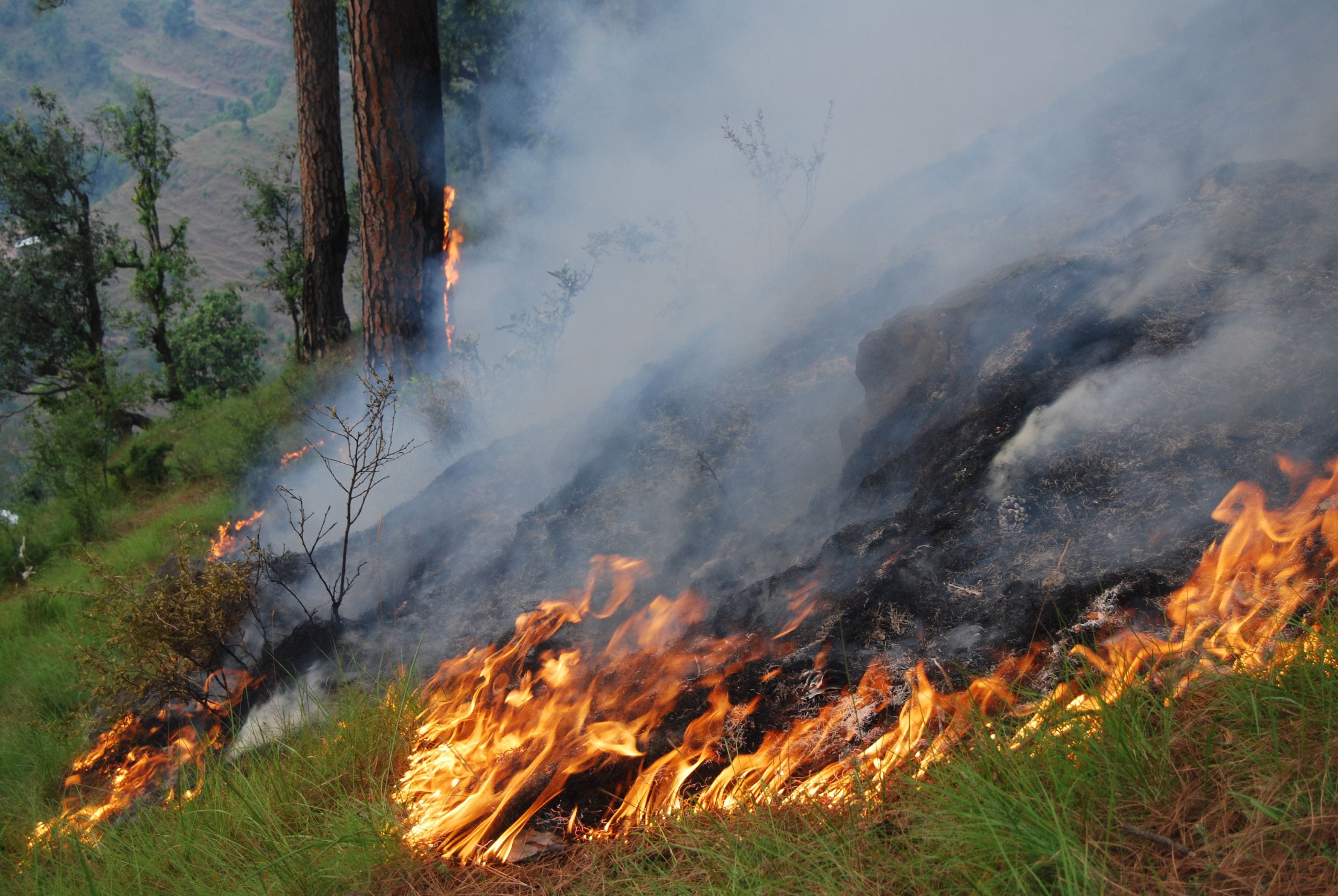  Surgical Strike will be on forest fire