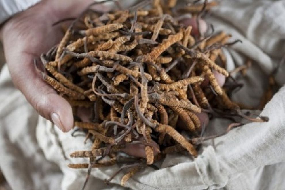 energy boosting fungus kira jari.