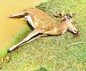 Stag's death in mysterious circumstances
