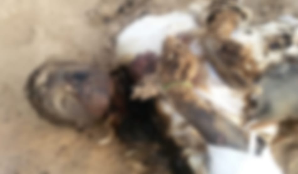 brutal incident in barwala, man burnt alive in electric current