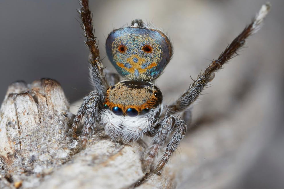 New Peacock Spider Species Uncovered
