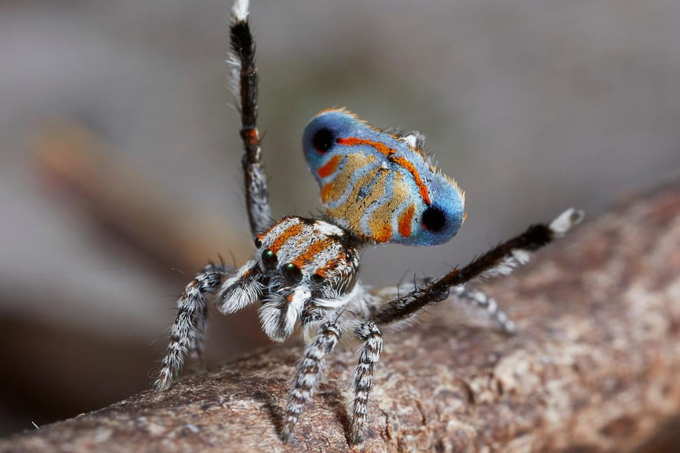 New Peacock Spider Species Uncovered