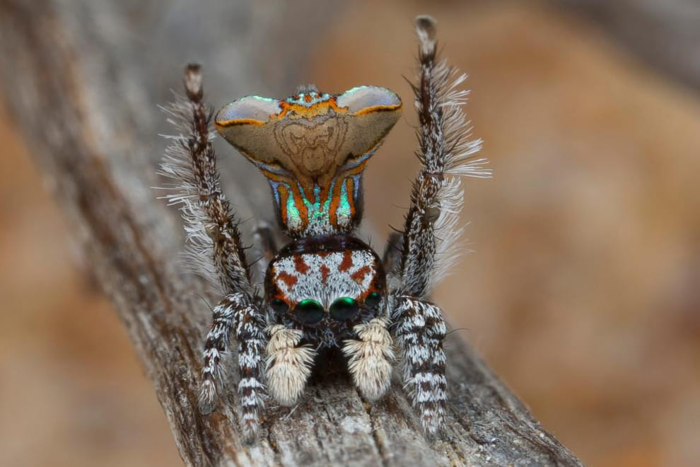 New Peacock Spider Species Uncovered