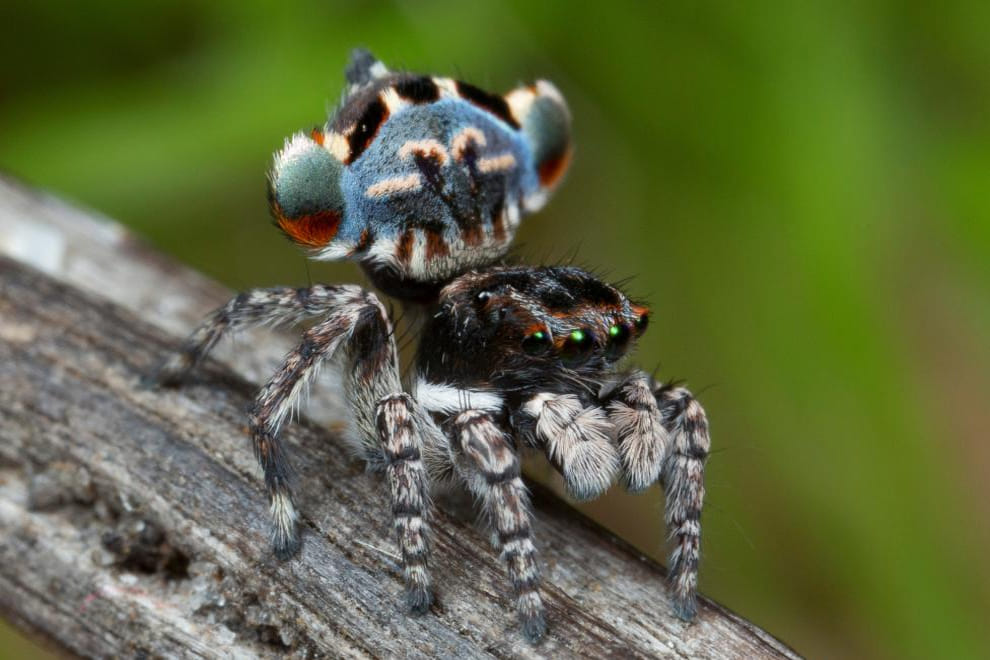 New Peacock Spider Species Uncovered