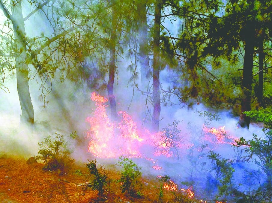 fire in rajouri forestt