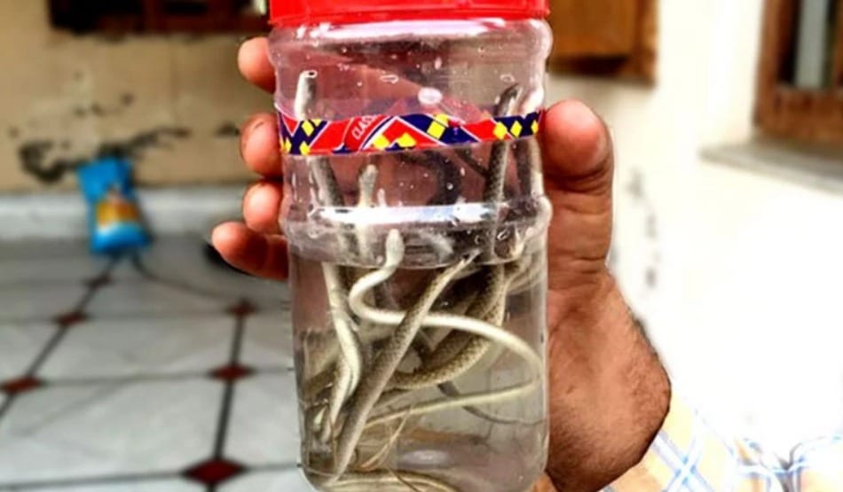 amazing, man turned into snake man after snake bites