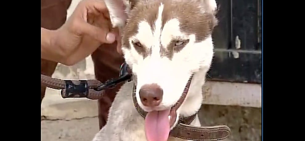 siberian husky dog zoro returns home after six days of kidnapping