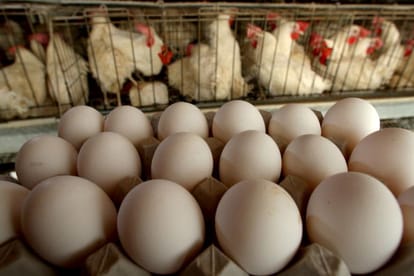 Bill Gates is donating 100000 chickens in Africa