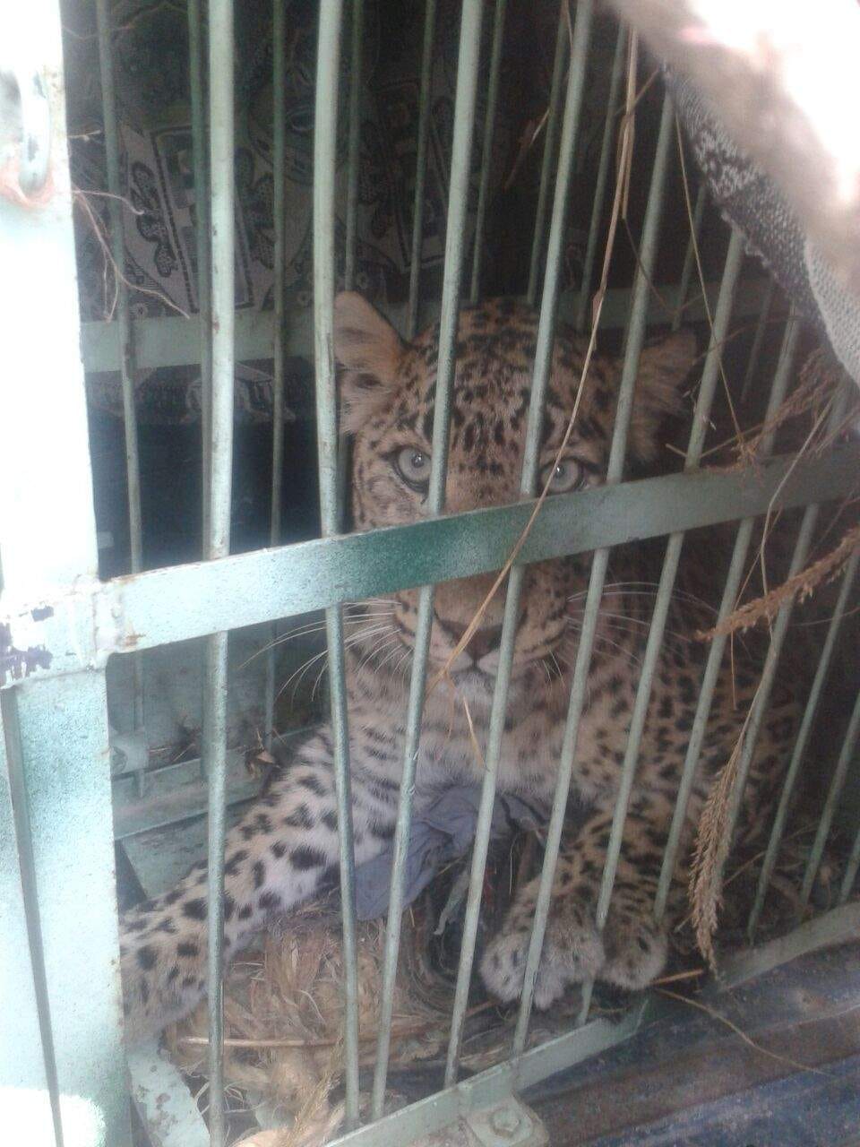 Meruwa Guldar in cage
