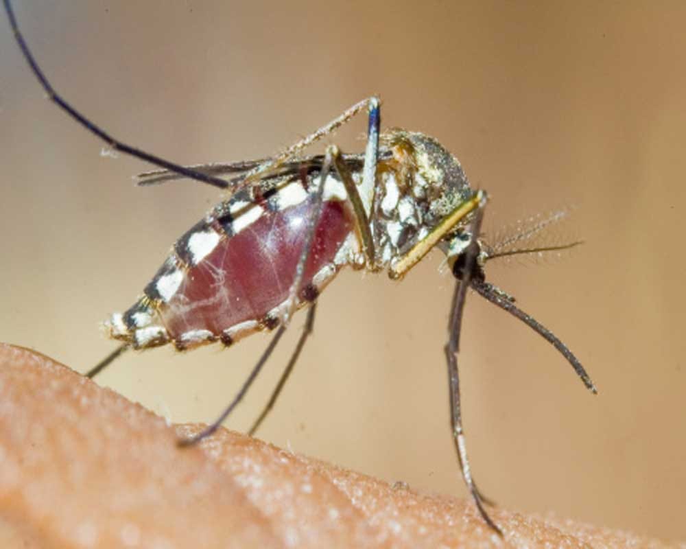 Five more people sick to dengue