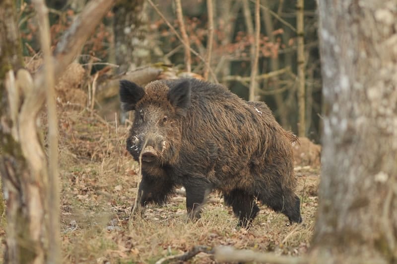 Wild boar injured three people