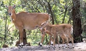 reduced to three years in 3522 Nilgai in Mandal 