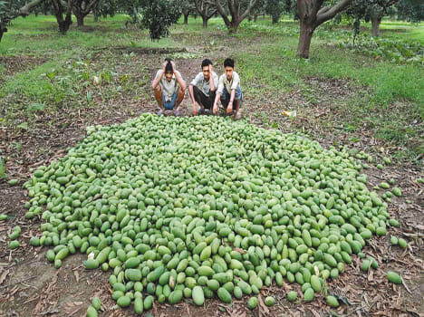 Gale broke the back of the common fruit growers