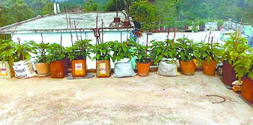 Maintain ongoing livelihood roof garden