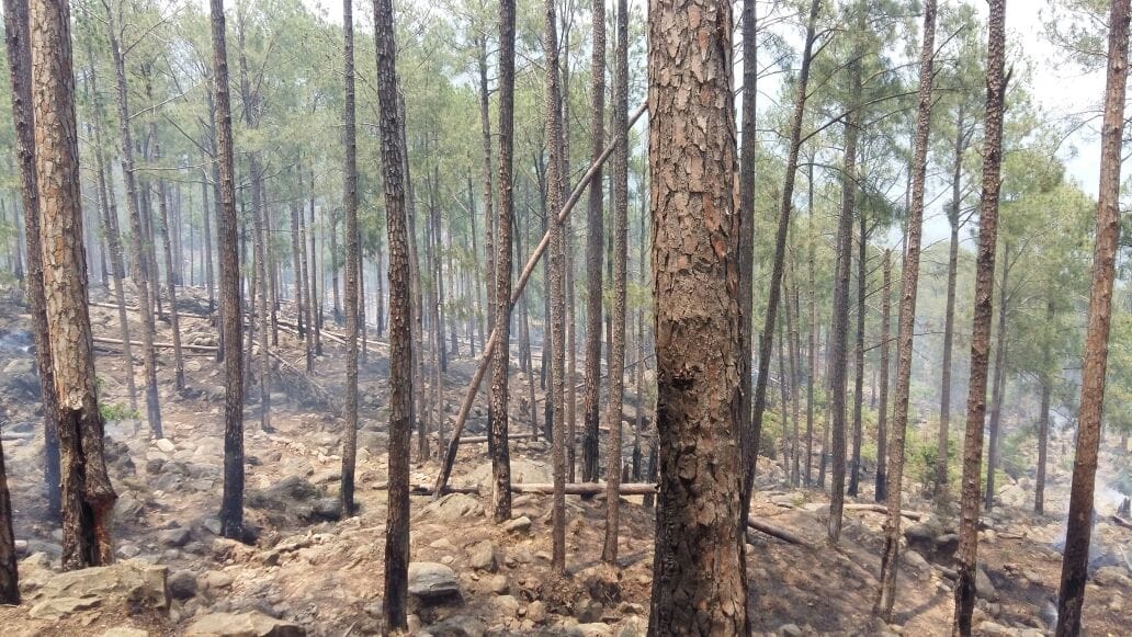 drought trees will removed from forest