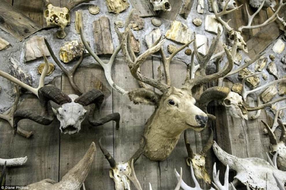 bone collector made horn house