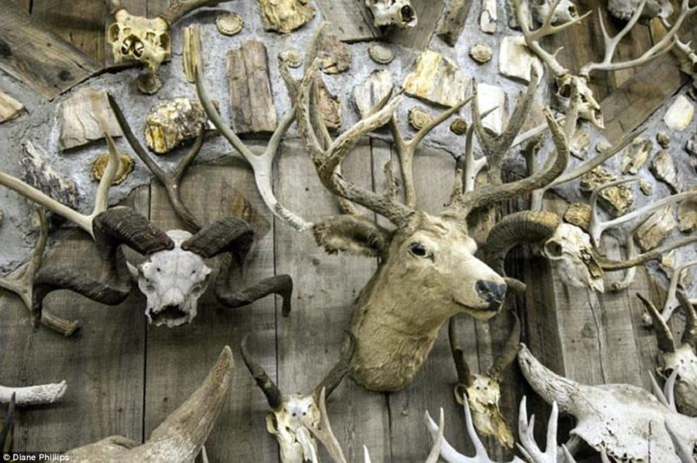 bone collector made horn house