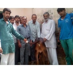 bhiwani news, thirteen, days, milk, give