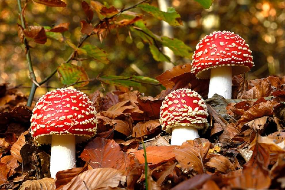 Pink mushrooms will now be sold in market along with white