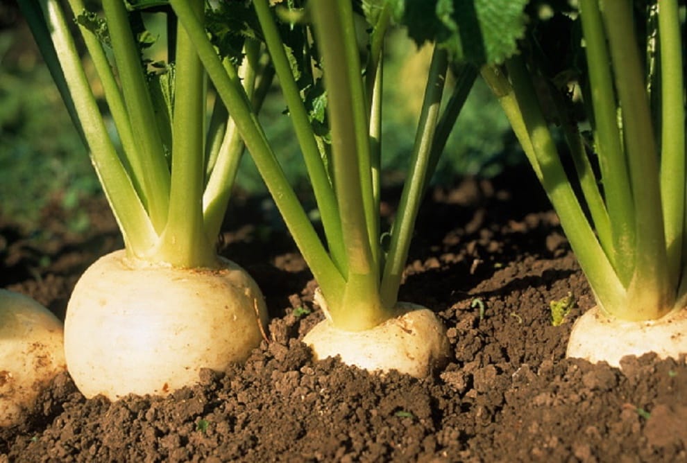best root vegetables for diabetes, beetroot and carrot for blood sugar control