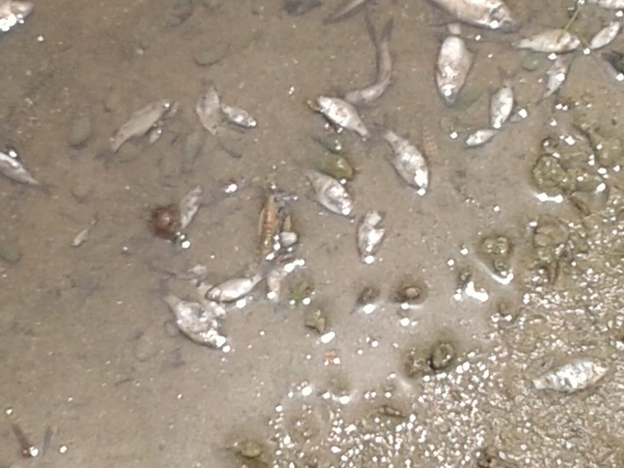 fish died in rohin river