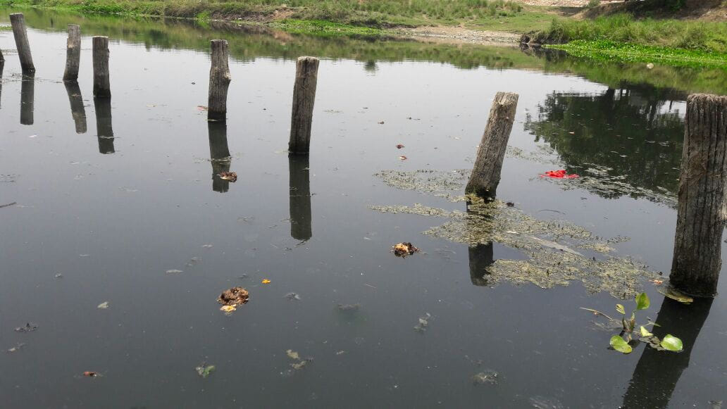 fish death due to pollution