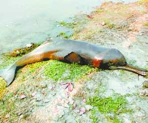 Sarayu mooring dolphins found dead on