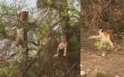 Hungry tiger outsmarted by monkey as it falls off tree trying to catch its prey 