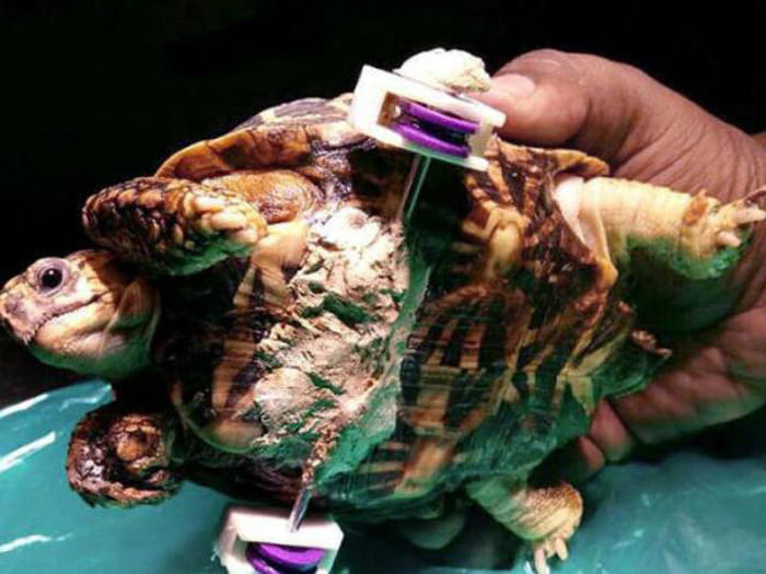 A tortoise, who can run faster than hare