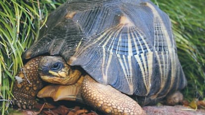 A tortoise, who can run faster than hare