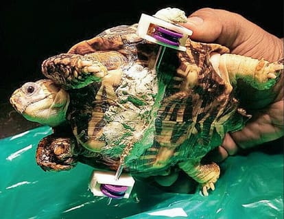 A tortoise, who can run faster than hare