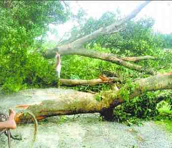 houses demolished in storm, trees and poles fallen 
