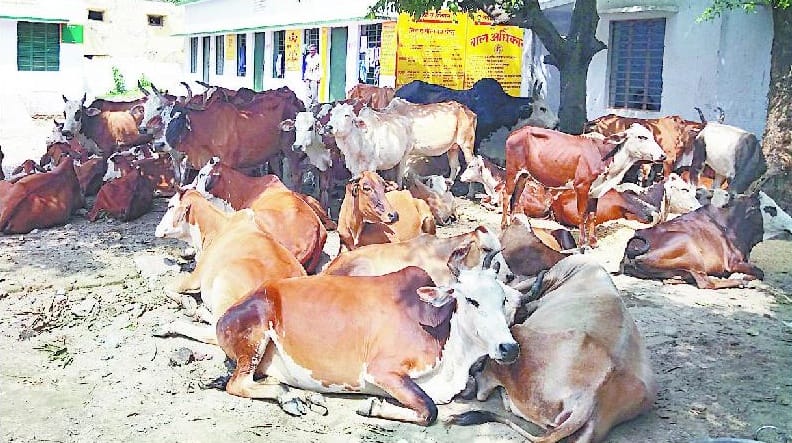 Two smugglers arrested, 68 cow rescued in Behat