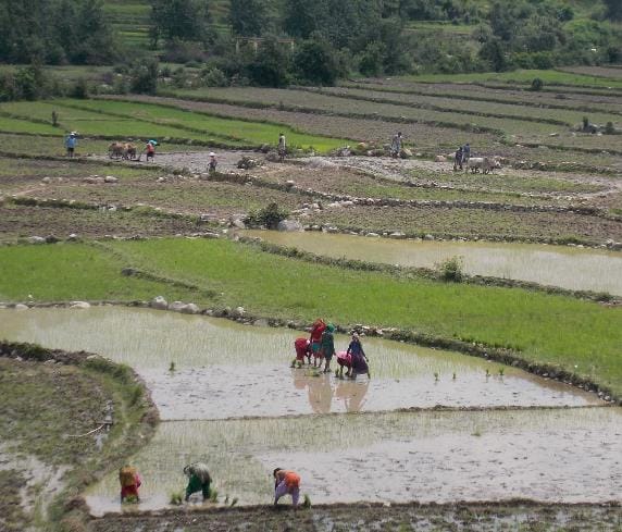 began transplanting paddy in Bageshwar valley