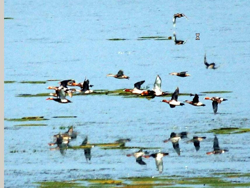 Dudhwa pleasure exotic birds, have not returned