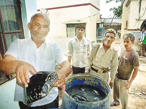 50 tortoise found from kabadi