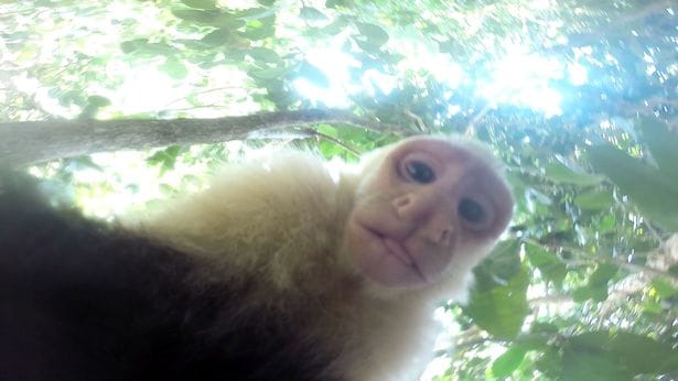 Mischievous monkey steals GoPro and can't resist taking a few cheeky SELFIE