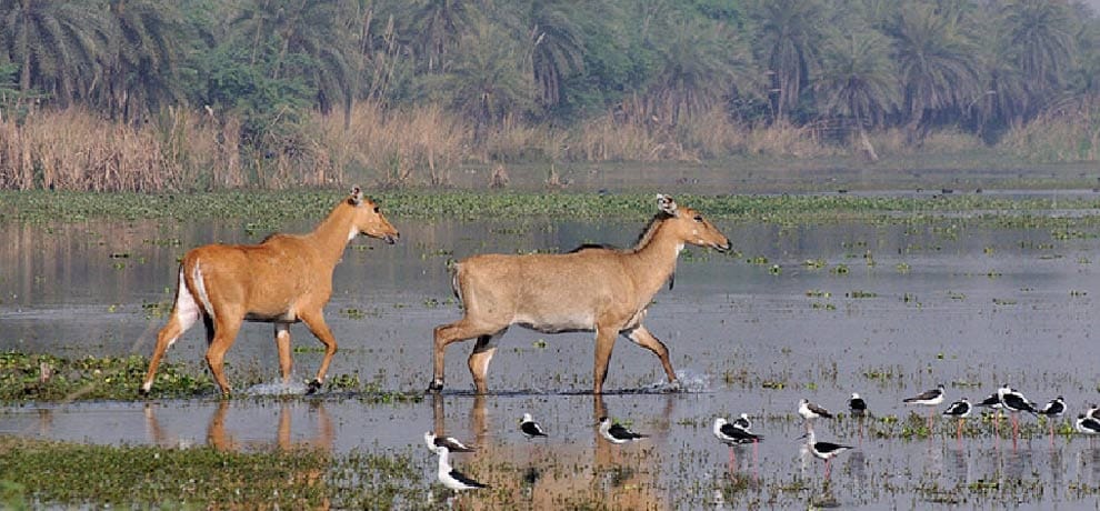 Nilgai race is swallowed crops, farmers and trouble on vehicle operators