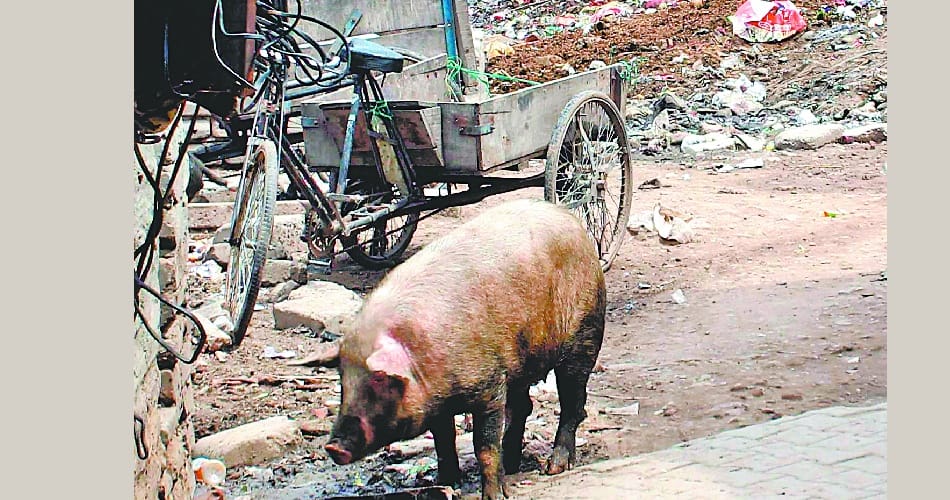  Panchkula, Sector-17 Residents Panchkula, upset by the flea and pigs