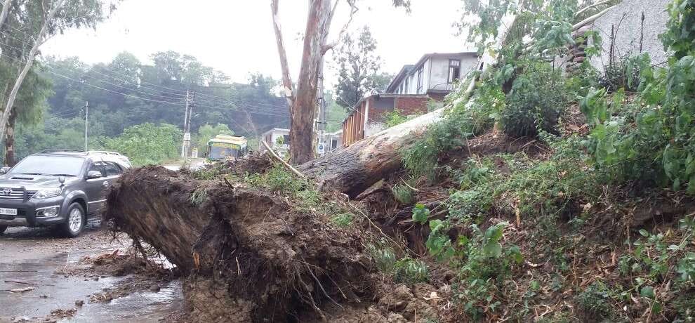 Tree falls on bus in storm