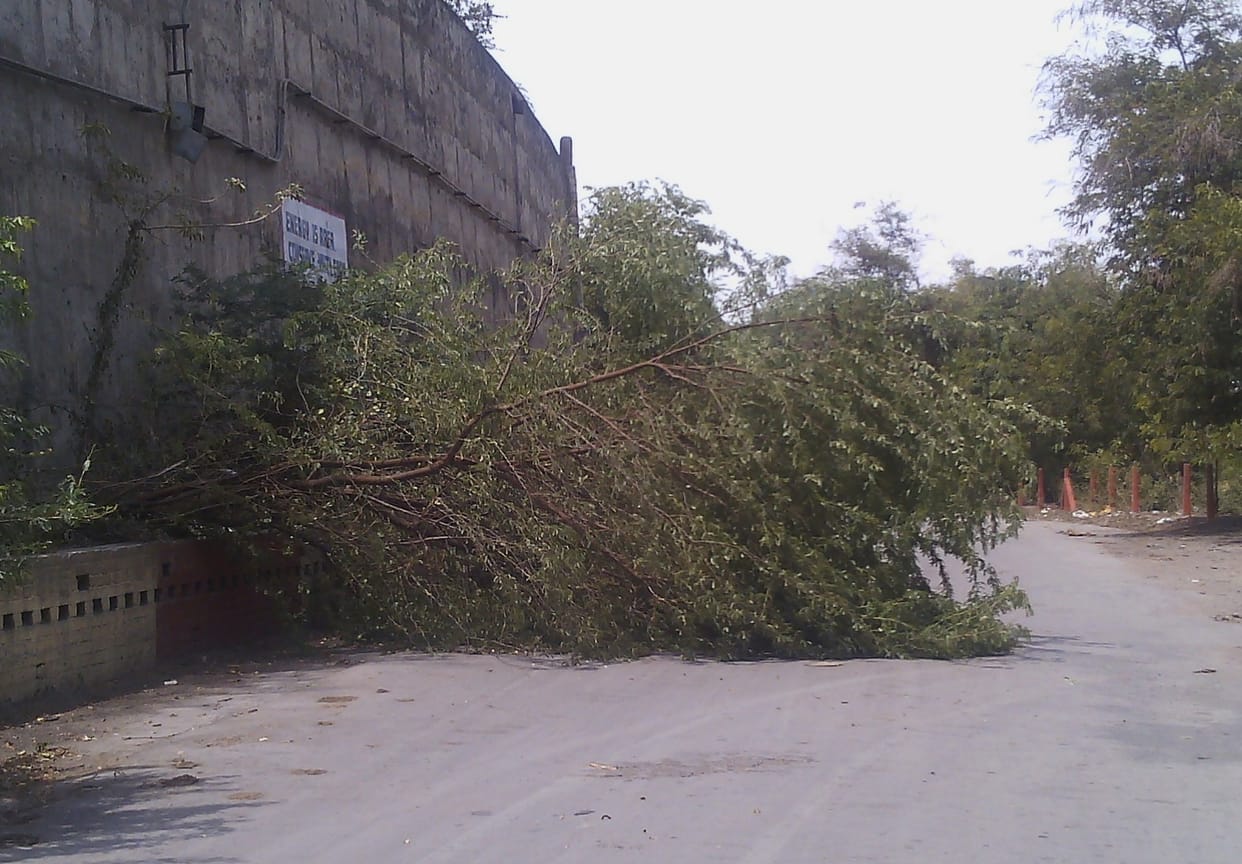 from storm the tree fallen, electricdity disturbed