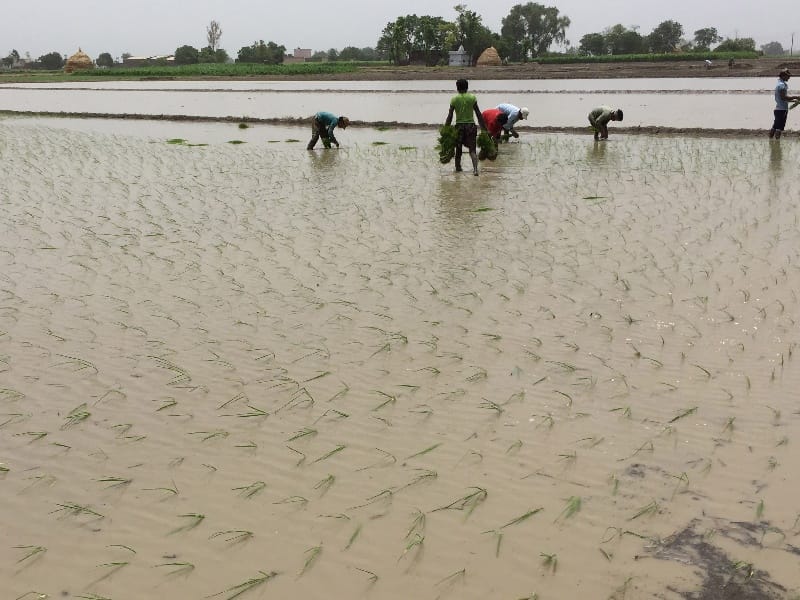 Interdiction, Punjab, Government, paddy sowing, started Sunam, Sngru