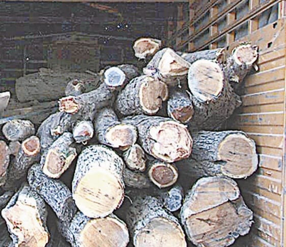 khair wood caught