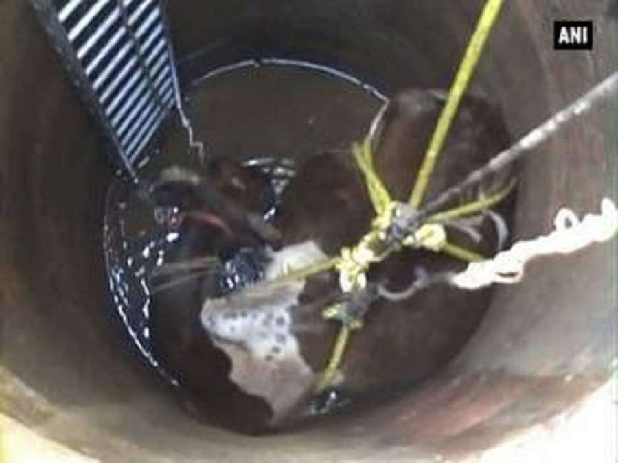 कुएं में गिरी गाय