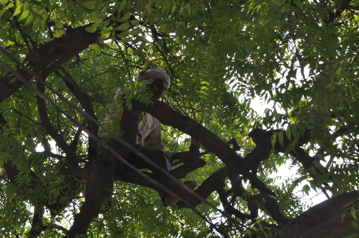 Cutting or clipping of trees to protect wires