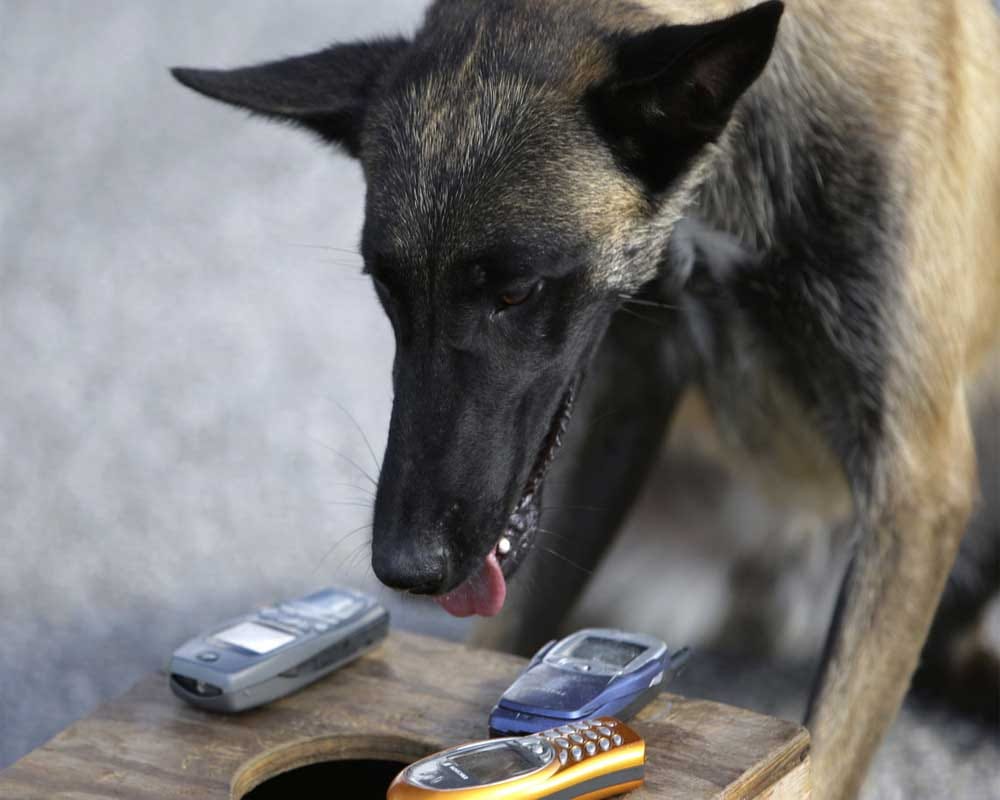 Dog will search your lost phone