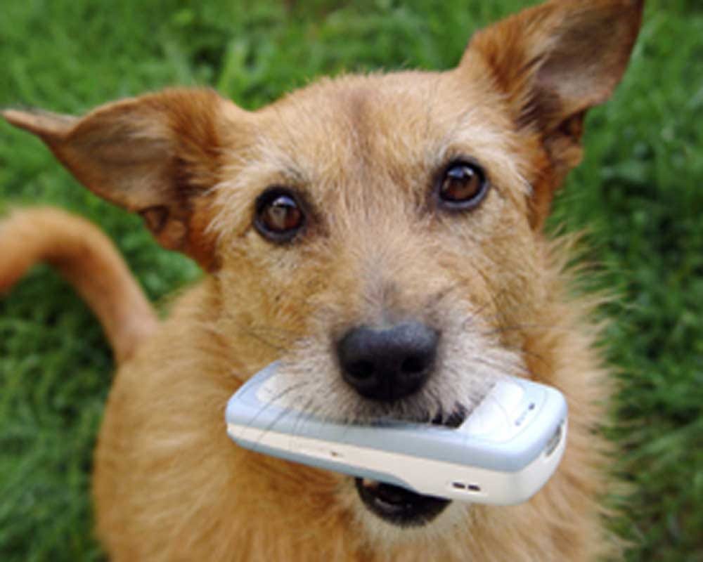 Dog will search your lost phone